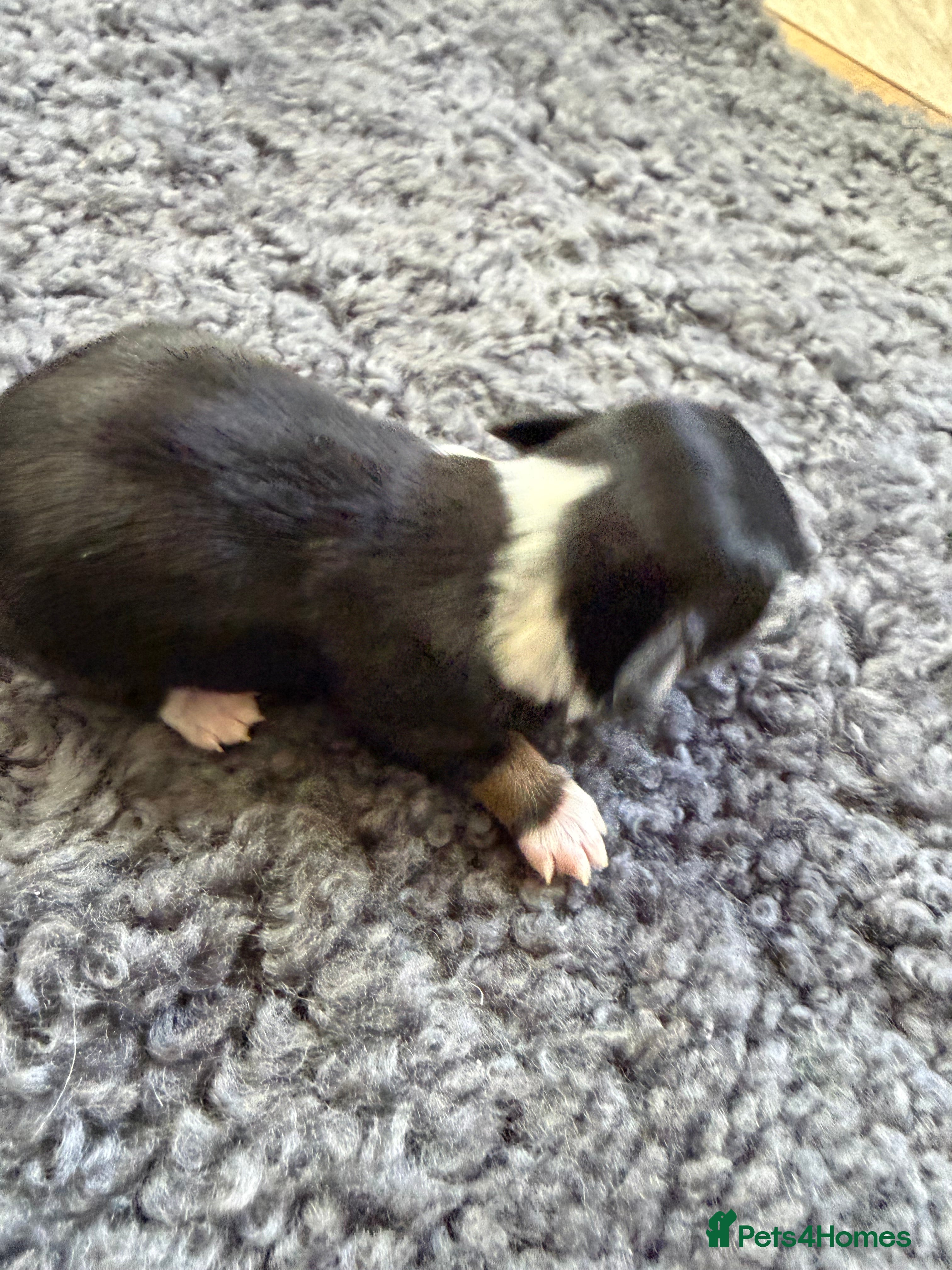 Havanese dogs Pure breed Havanese puppies  - Advert 2