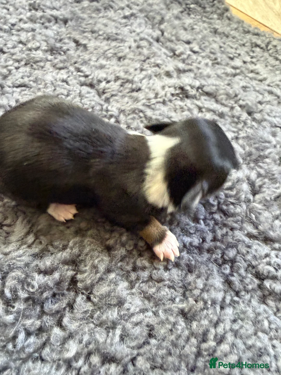Havanese dogs for sale: Pure breed Havanese puppies  - Advert 2
