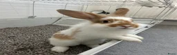 Lionhead rabbits for sale: rabbits for sale in London - Advert 1