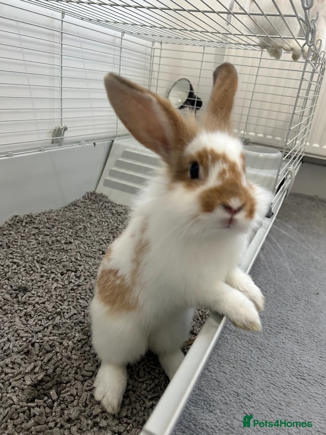 Lionhead rabbits for sale: rabbits for sale in London - Advert 1