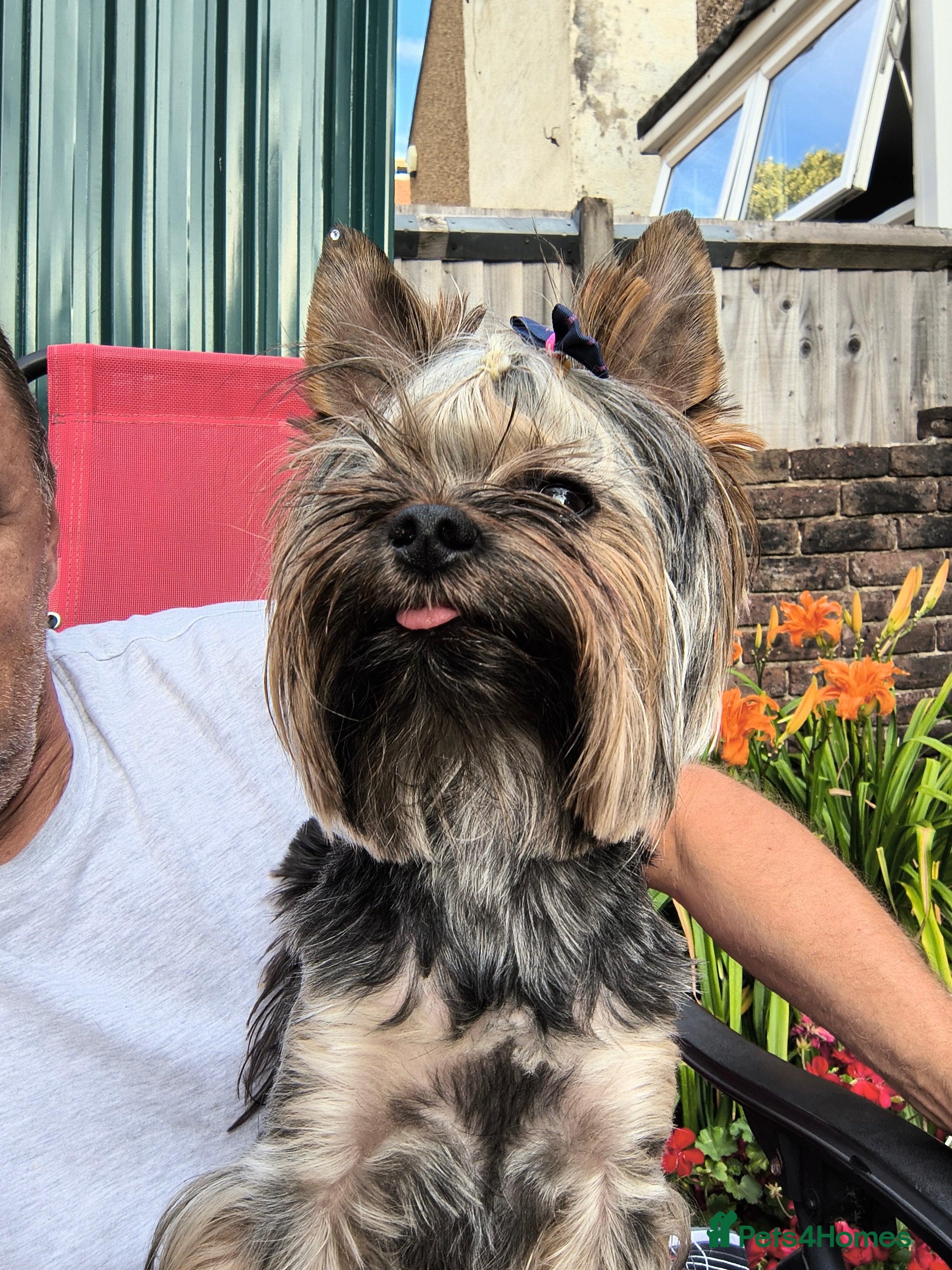 Yorkshire Terrier dogs MINI YORKSHIRE TERRIER FOR STUD - Advert 1