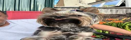 Yorkshire Terrier dogs for stud: MINI YORKSHIRE TERRIER FOR STUD - Advert 1