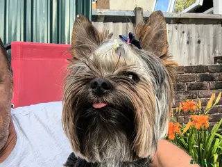 Yorkshire Terrier dogs MINI YORKSHIRE TERRIER FOR STUD - Advert 3