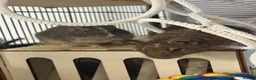 Degus rodents for sale: Two stunning male degus (ochre and slate)  - Advert 12
