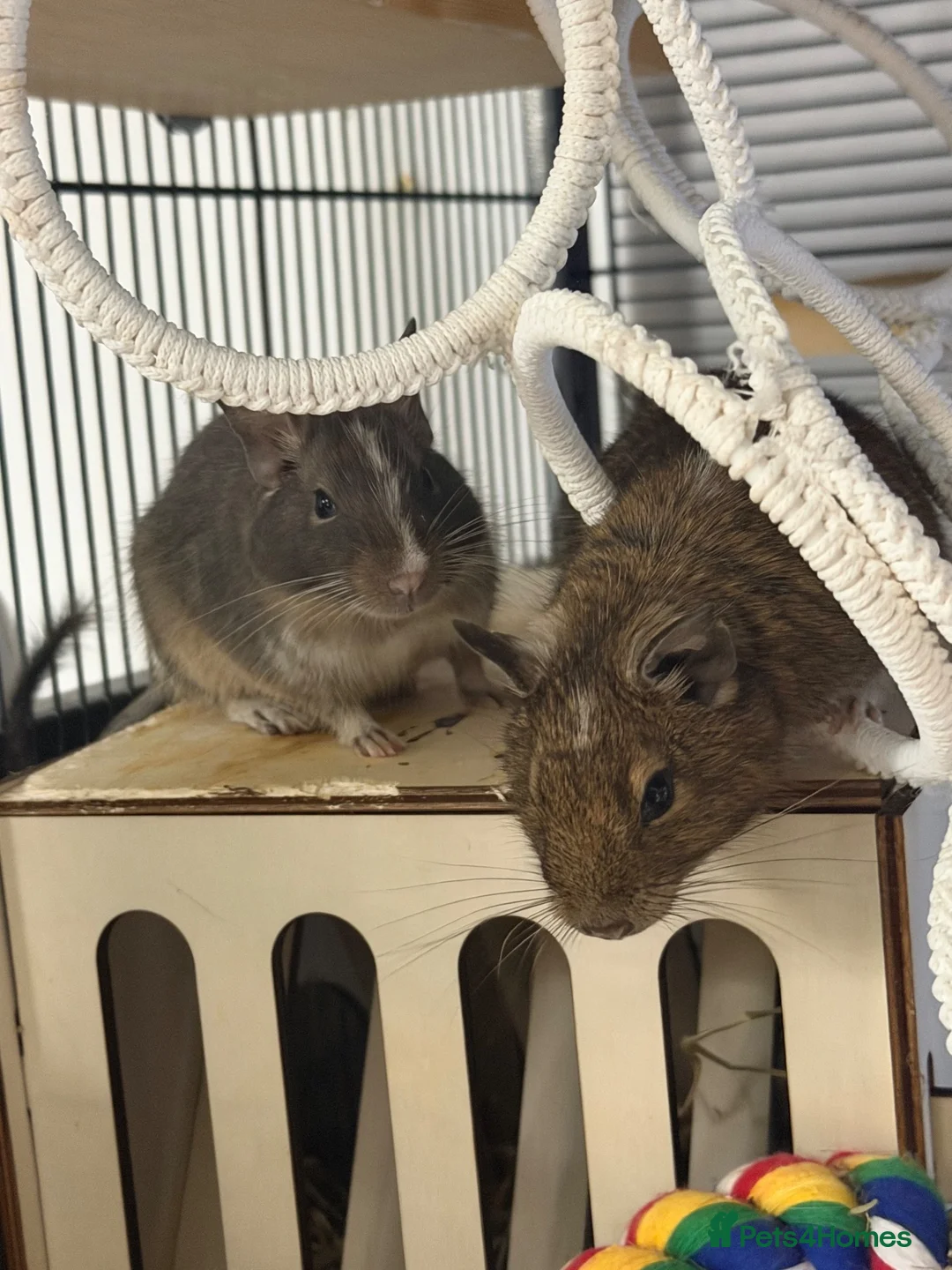 Degus rodents for sale: Two stunning male degus (ochre and slate)  - Advert 12