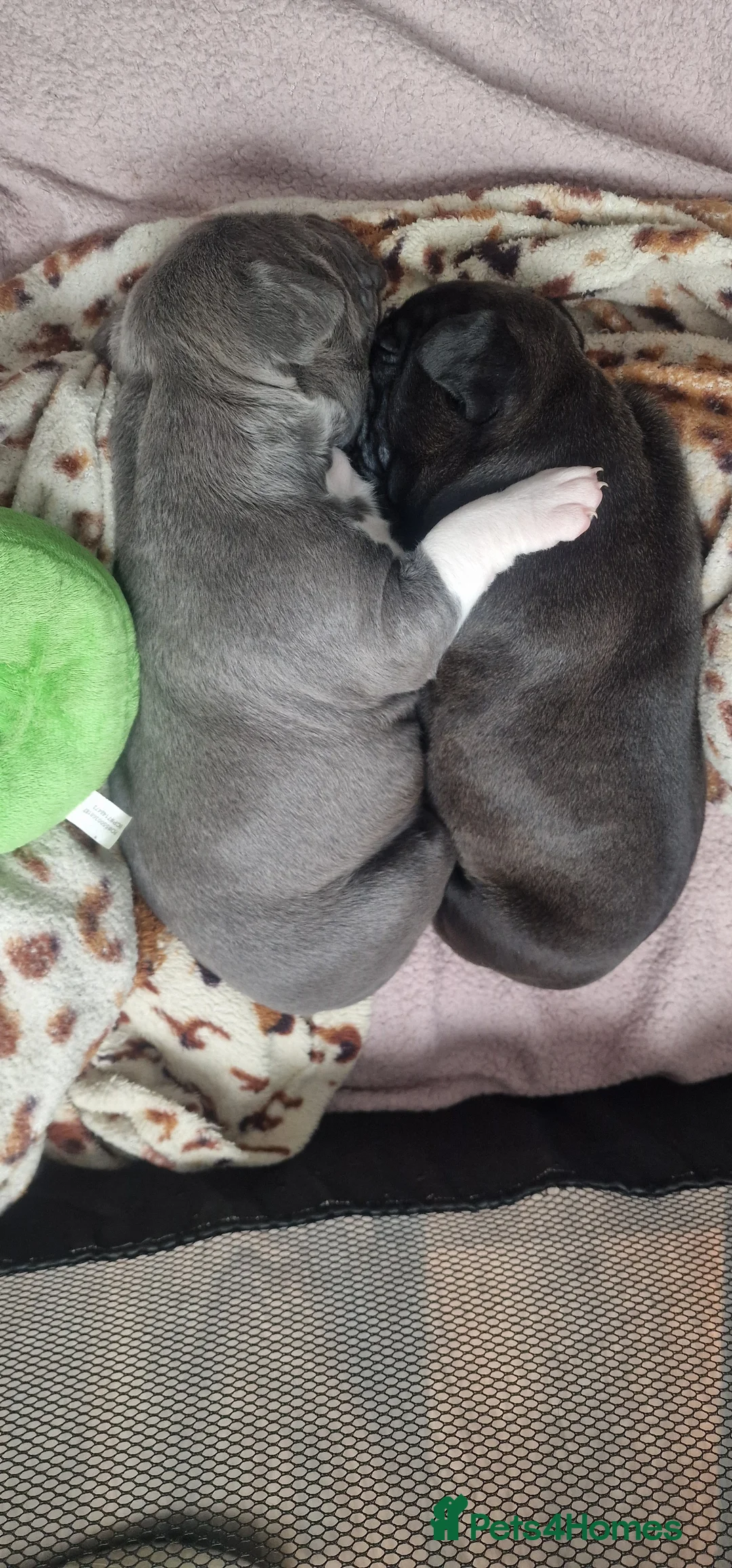 Staffordshire Bull Terrier dogs for sale: Staffordshire Bull terrier puppies  - Advert 11