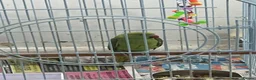 Parrots birds for sale: Indian ring neck  in Birmingham - Advert 6