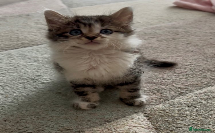 British Longhair cats - Advert 1