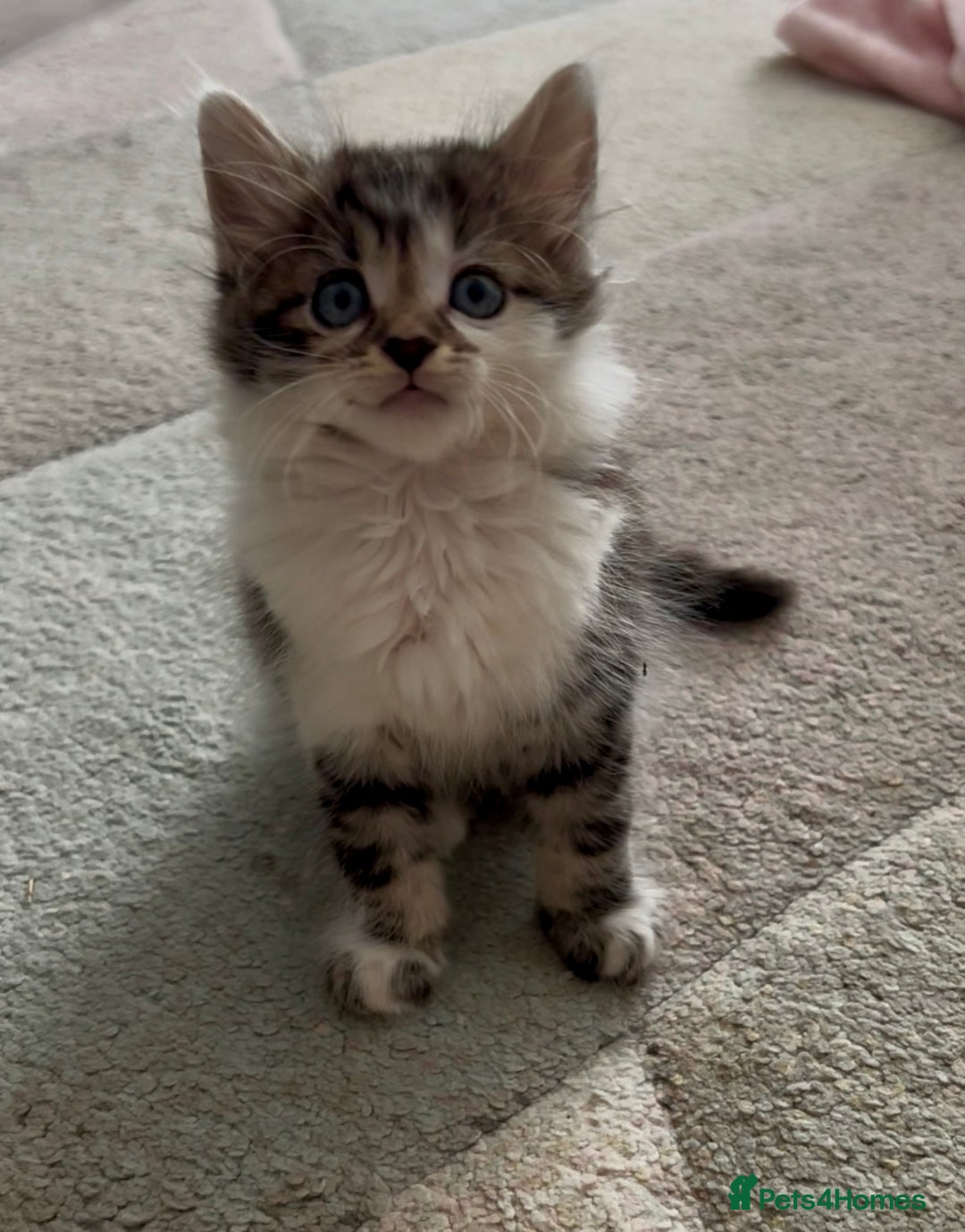 British Longhair cats for sale: Amazing fluffy kitten  - Image 1