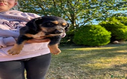 Cocker Spaniel dogs for sale: Working cocker spaniels  - Image 12