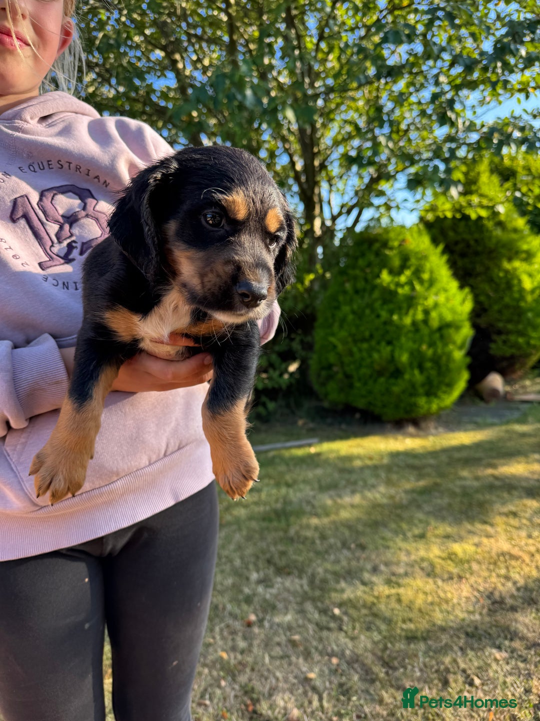 Cocker Spaniel dogs for sale: Working cocker spaniels  - Image 12