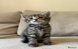 Mixed Breed cats for sale: 5 Beautiful fluffy kittens ready to be re-homed ❤️ - Image 25