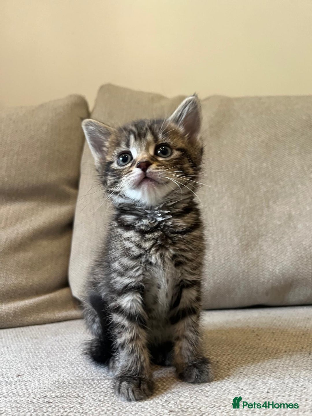 Mixed Breed cats for sale: 5 Beautiful fluffy kittens ready to be re-homed ❤️ - Image 25