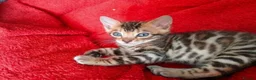 Bengal cats for sale: Beautiful Bengal kitten - Advert 3