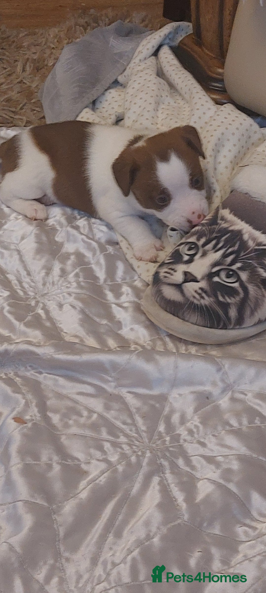 Jack Russell dogs for sale: Truly Superb  Russels - Advert 8