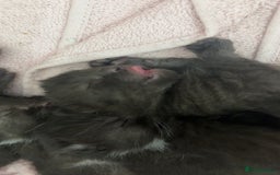 Bombay cats for sale: Black tabby kittens - Image 3