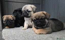 Mixed Breed dogs for sale: Pug x pekingese - Image 9