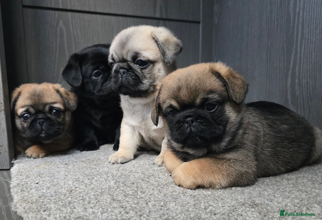 Mixed Breed dogs for sale: Pug x pekingese - Image 9