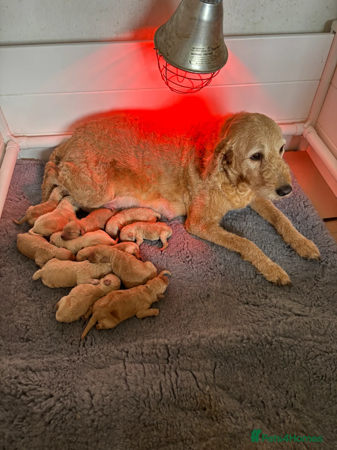 Labradoodle dogs for sale: Adorable Standard Labradoodle Puppies - Advert 15