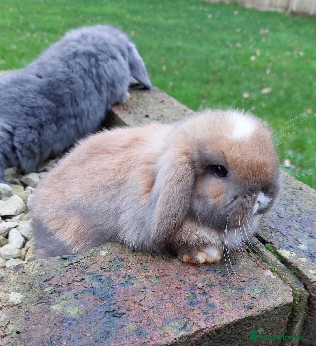 Mini Lop rabbits for sale: Baby Mini Lop Rabbits  - Advert 9