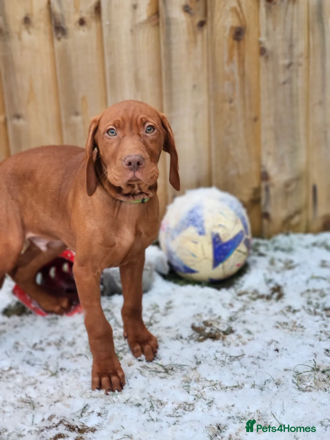 Hungarian Vizsla dogs for sale: 🏆🇭🇺 KC Registered fully trained HungarianVizsla - Advert 40