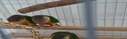 Conures birds for sale: Full aviry(20+)3 baby Green cheek conures  in Edgware - Advert 7