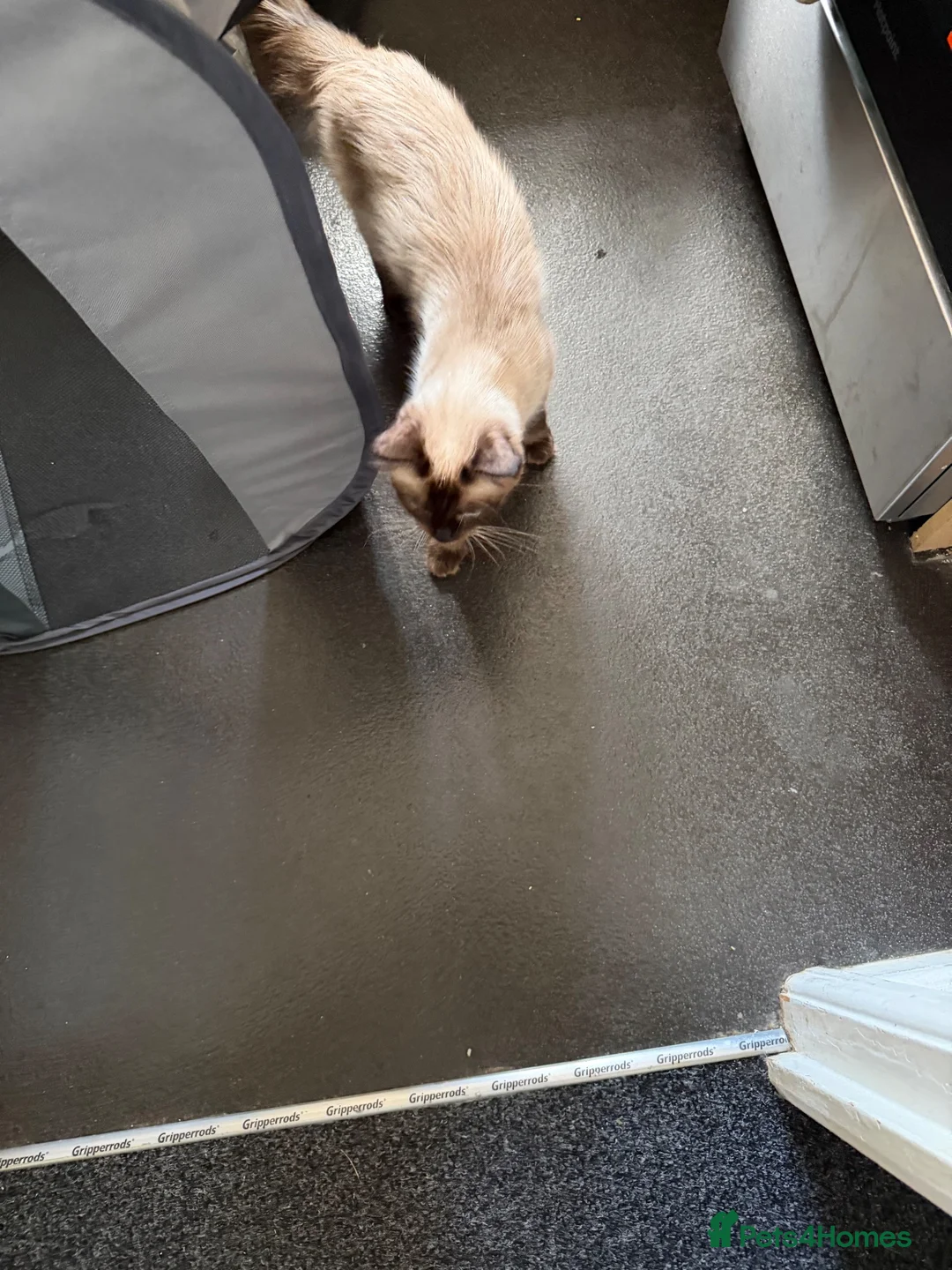 Ragdoll cats for sale: Female Ragdoll for sake - Advert 3