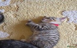 Domestic Shorthair cats for sale: Domestic shorthair kittens - taking reservations   - Image 8