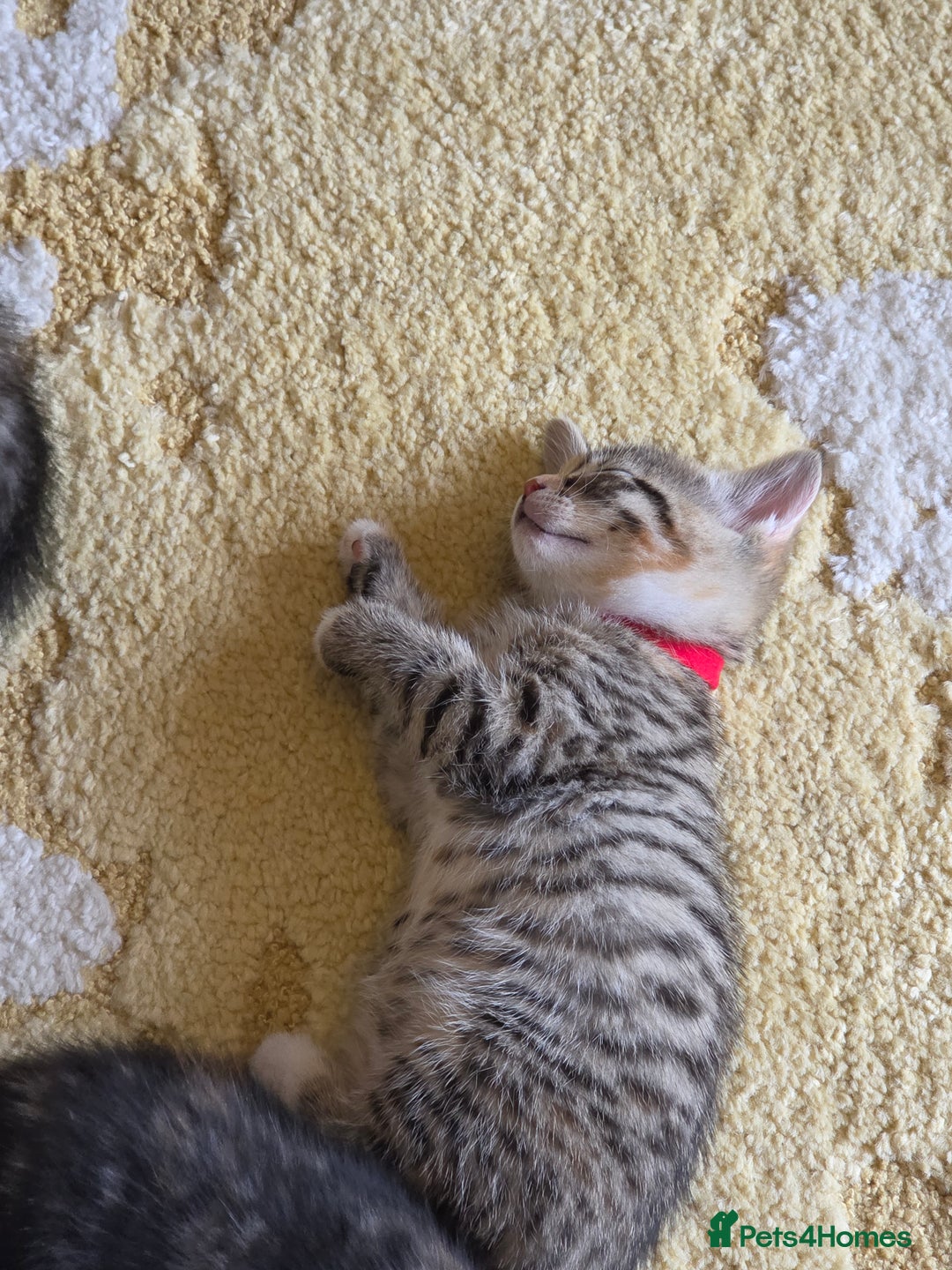 Domestic Shorthair cats for sale: Domestic shorthair kittens - taking reservations   - Image 8
