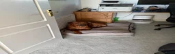 Rhodesian Ridgeback dogs for sale: Rhodesian Ridgeback Puppies For Sale in Basingstoke - Advert 8