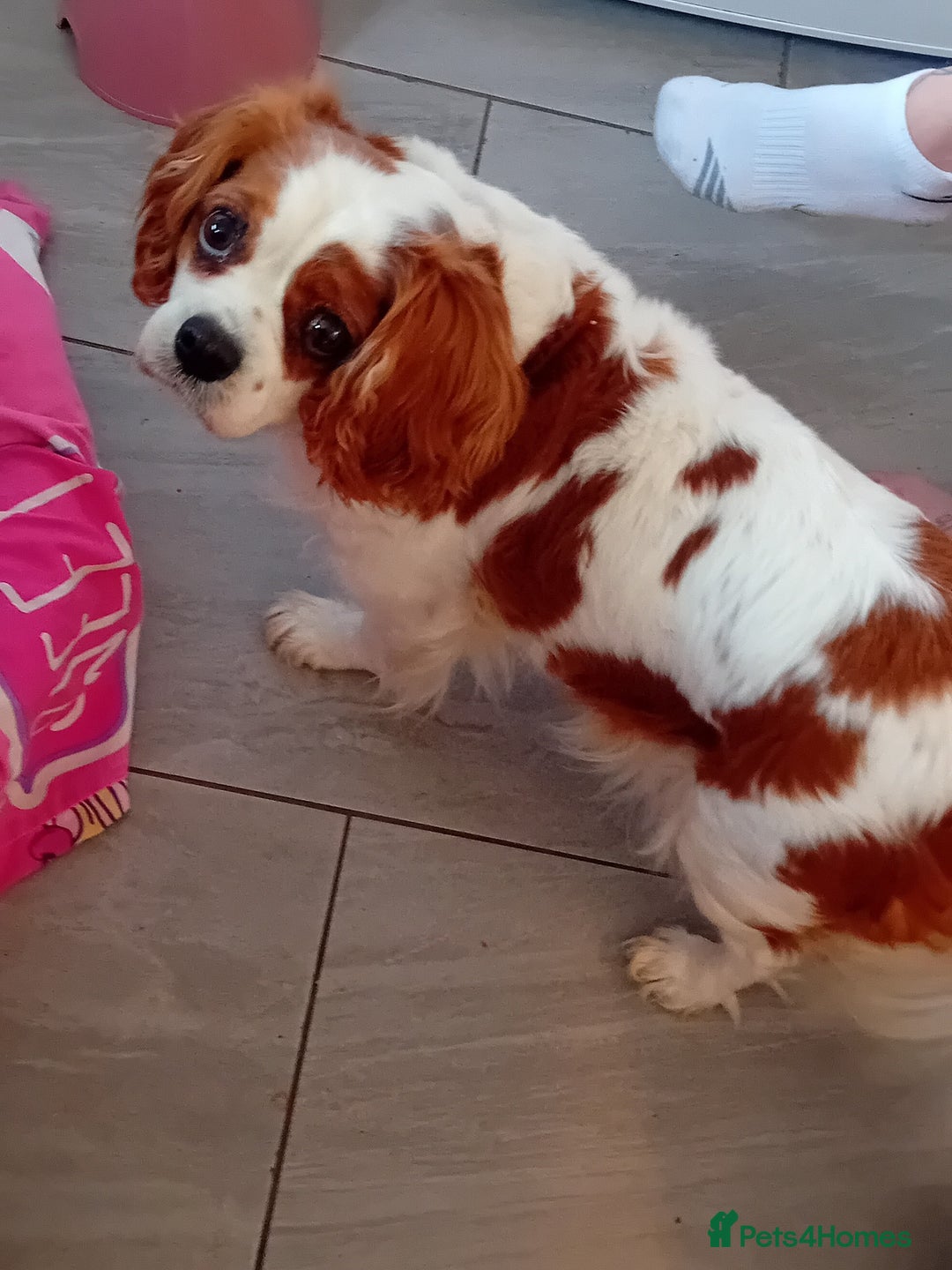 Cavapoo dogs for sale: Toy cavapoo f1 HEALTH TESTED  - Image 4