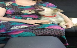 Mixed Breed dogs for adoption: SISSY, a Beautiful Young Girl - for a Loving Home - Image 13