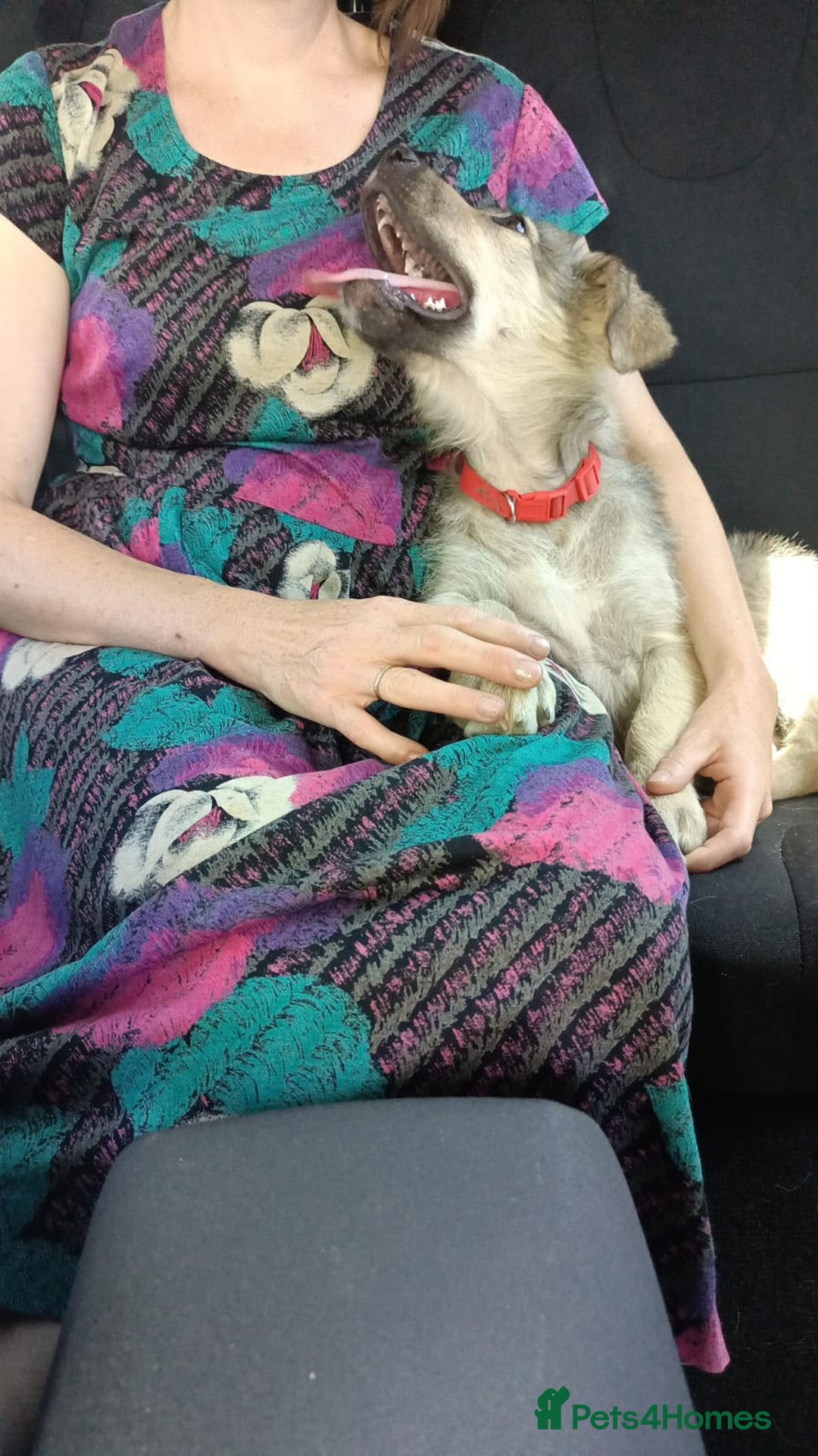 Mixed Breed dogs for adoption: SISSY, a Beautiful Young Girl - for a Loving Home - Image 13