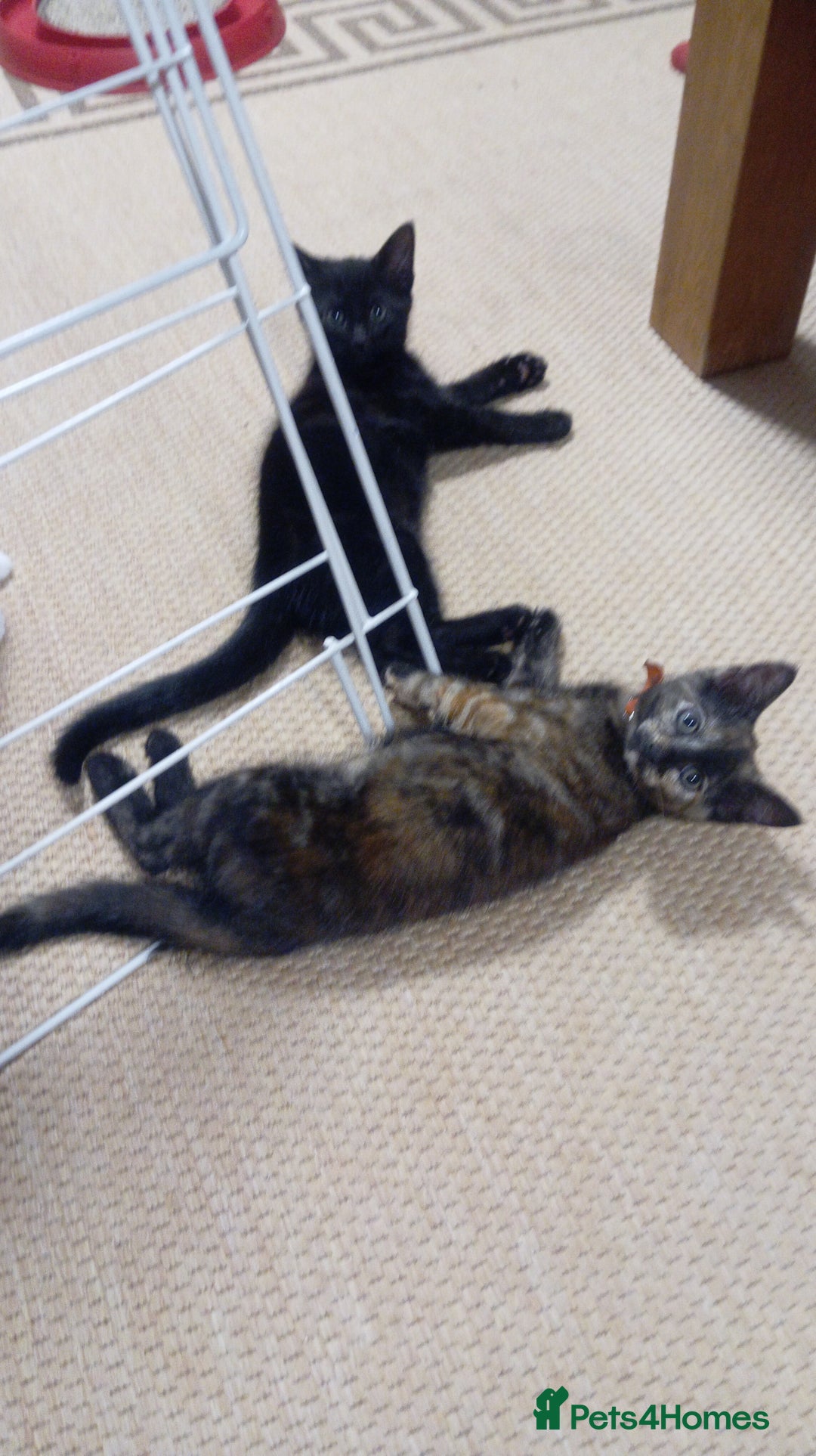 Mixed Breed cats for sale: Cute kittens - Image 1