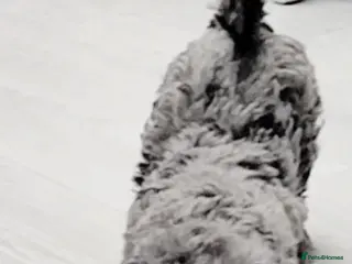 Cavapoo dogs Stunning Merle Girl F2B Cavapoo's HealthTested - Advert 7