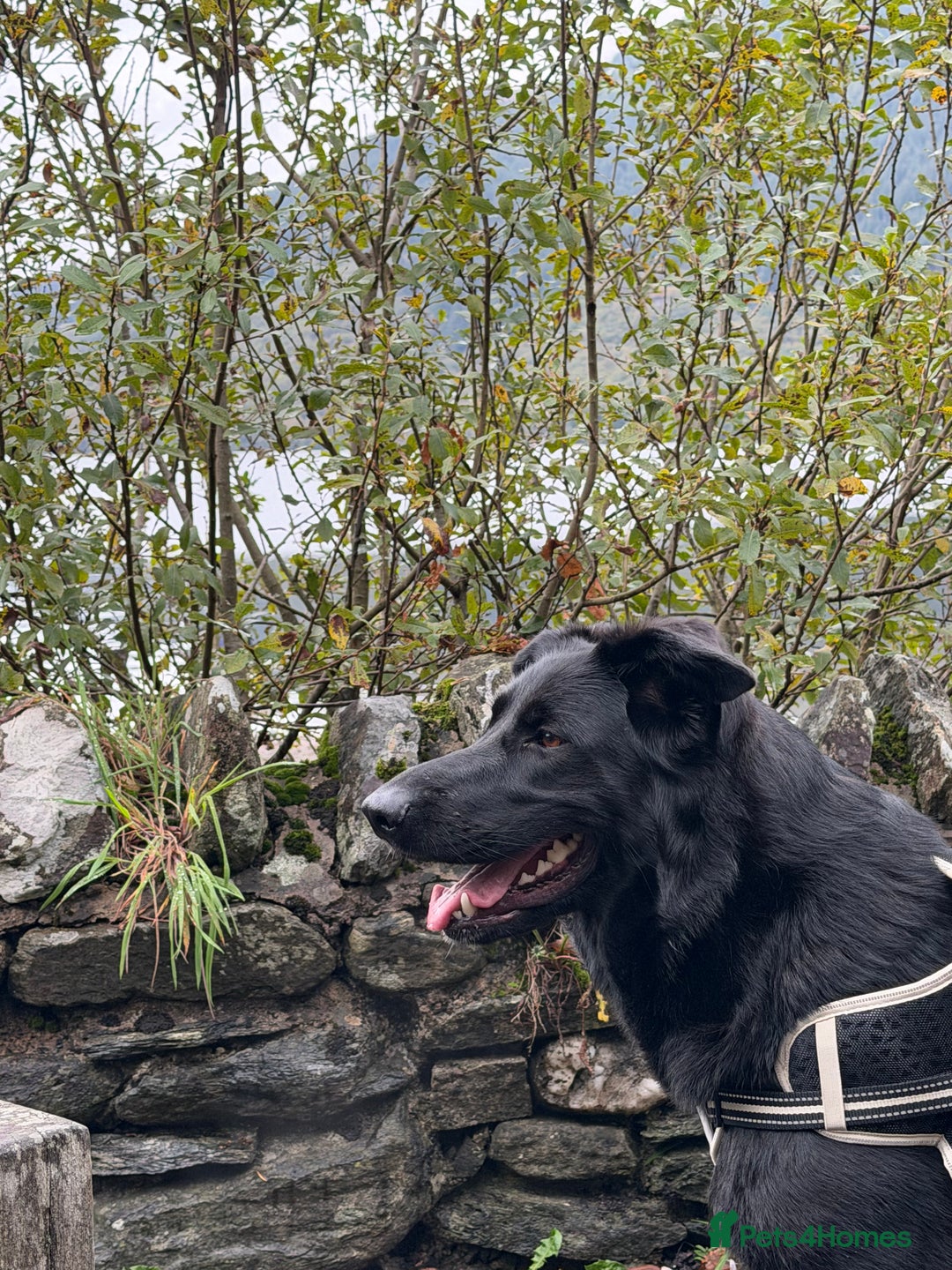 German Shepherd dogs for sale: Female German shepherd 2yo - Image 2
