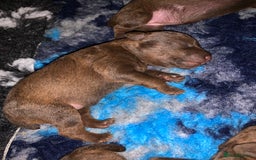 Patterdale Terrier dogs for sale: chocolate patterdale terriers  - Image 18