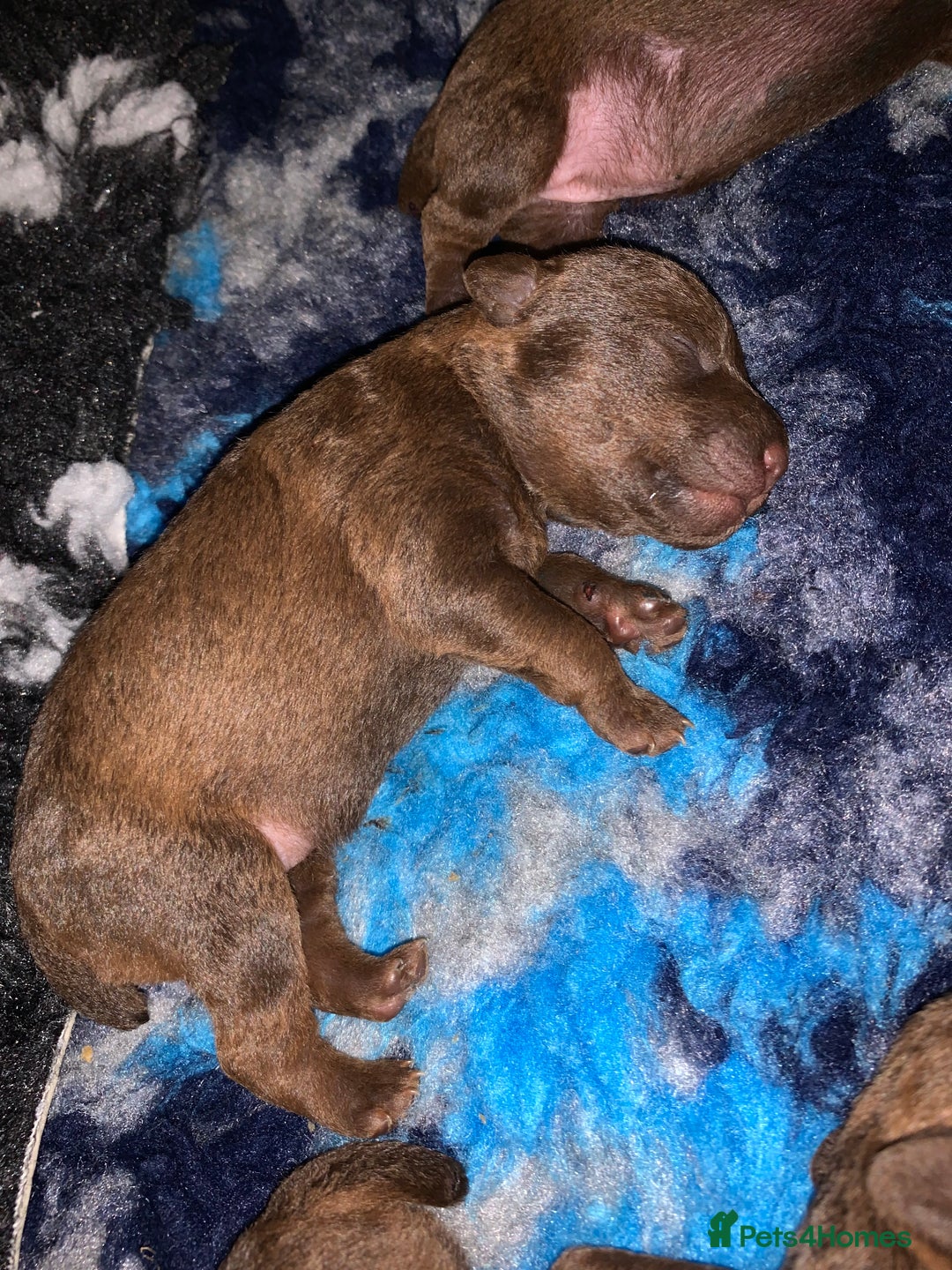 Patterdale Terrier dogs for sale: chocolate patterdale terriers  - Image 18