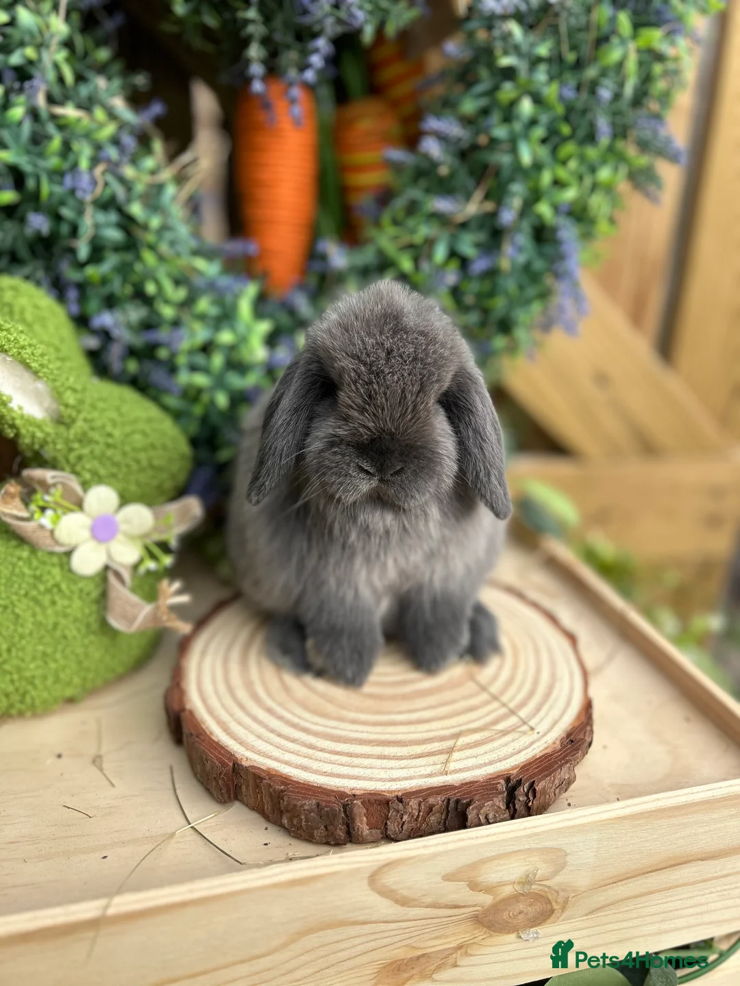 Mini Lop rabbits for sale: ⭐️ PUREBRED FRIENDLY MINI LOP BABY BUNNIES ⭐️ - Advert 1