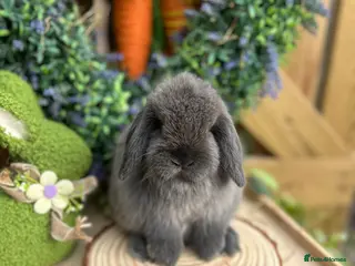 Mini Lop rabbits ⭐️ PUREBRED FRIENDLY MINI LOP BABY BUNNIES ⭐️ - Advert 11