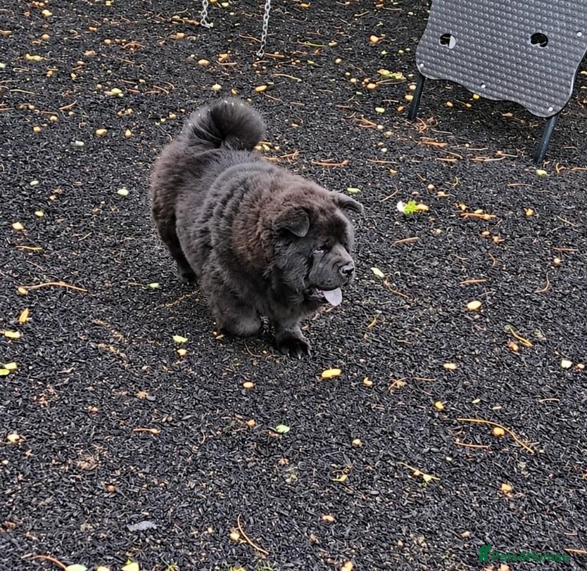 Chow Chow dogs Price dropp!!! £900 Black smooth chow chow girl  - Advert 10