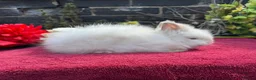 Lionhead rabbits for sale: Lionhead Baby Bunies  in Stoke-on-Trent - Advert 4