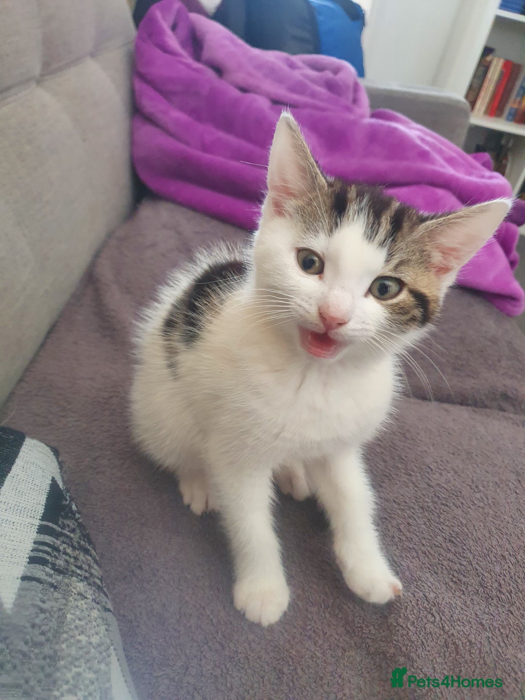 Mixed Breed cats for sale: The three musketeers are looking for new homes - Image 24