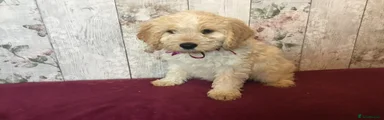 Mixed Breed 3