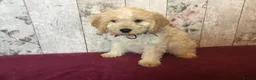 Mixed Breed dogs for sale: Adorable fluffball Cockalierpoo pups - Advert 4