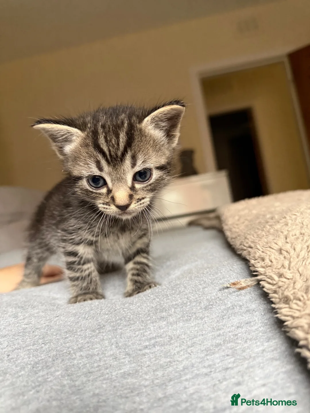 Mixed Breed cats for sale: Ragdoll x Tabby in Selkirk - Advert 2