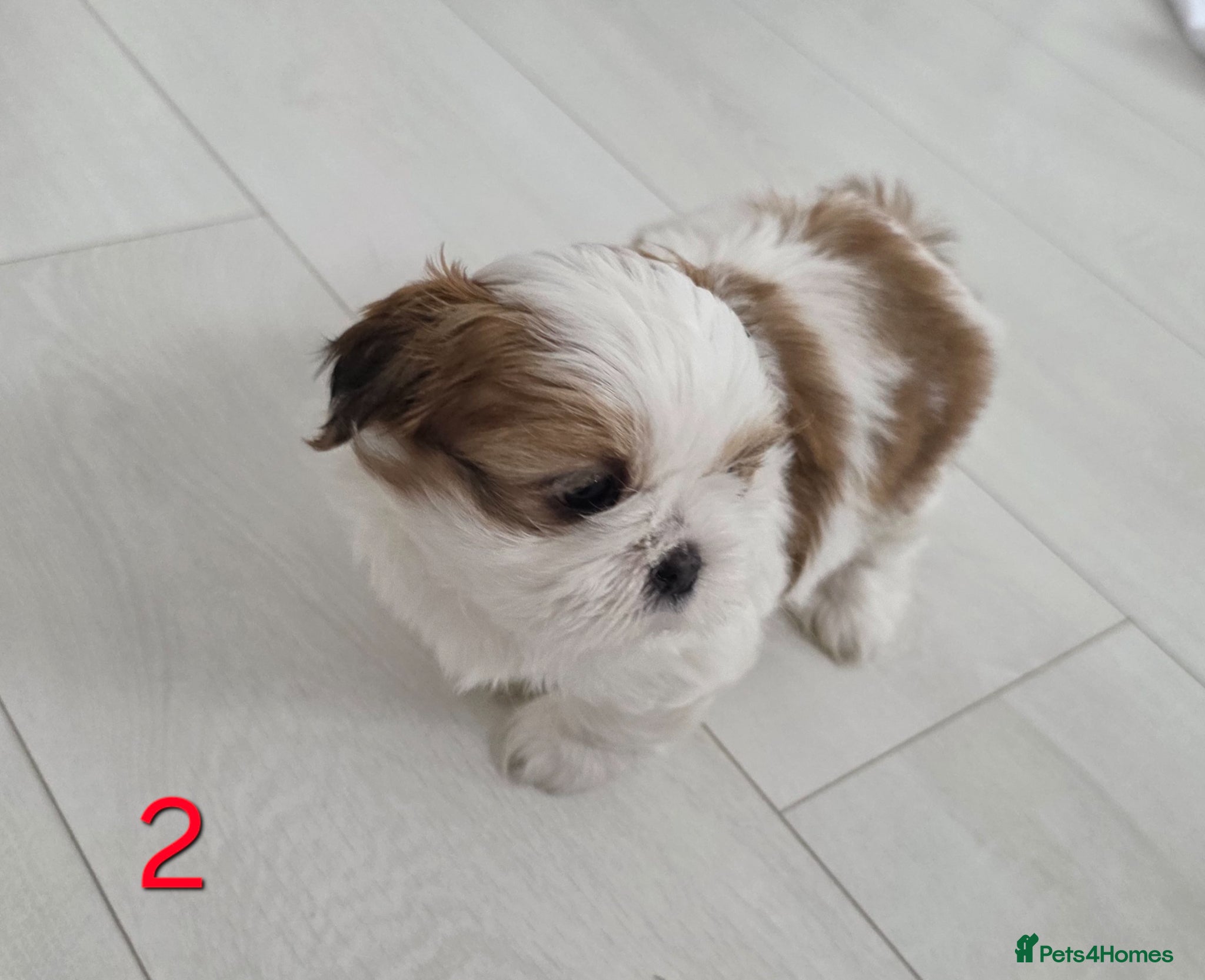 Mixed Breed dogs for sale: Beautiful 4 puppies (4 boys) - Advert 9