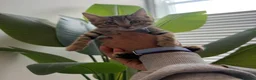 Bengal cats for sale: Beautiful Bengal Female Kittens – TICA Mum - Advert 7