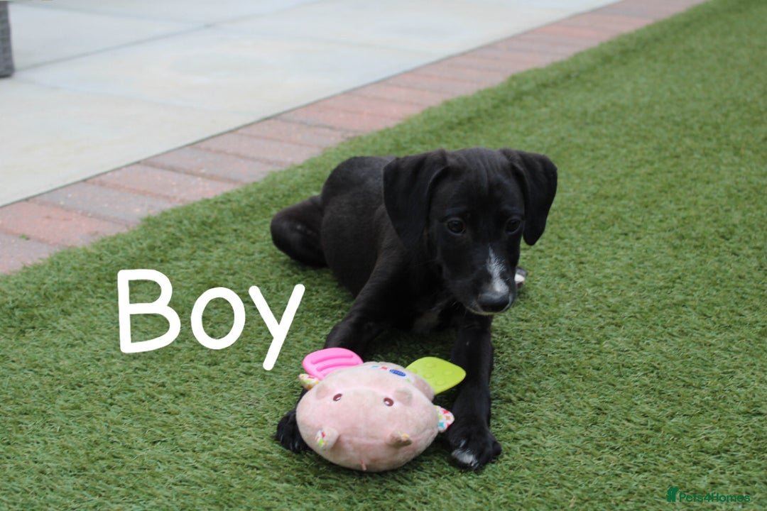 Lurcher dogs for sale: ⭐️beautiful lurcher puppy’s  - Image 10