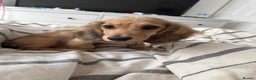 Miniature Dachshund dogs for sale: Miniature Dachshund Looking For Forever Home - Advert 4